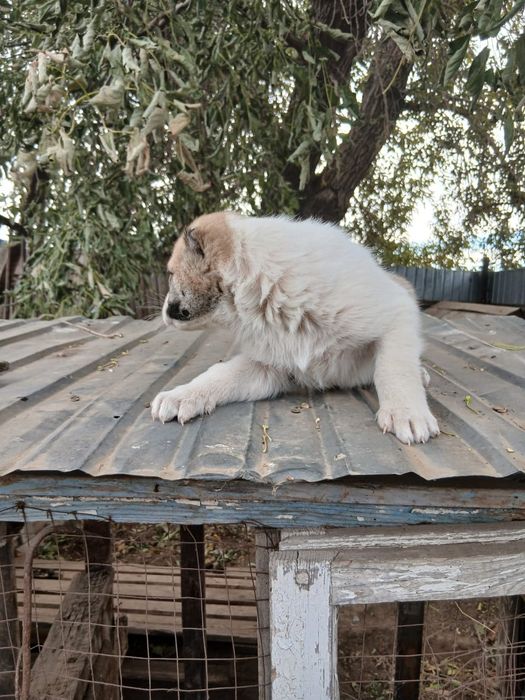 Собака алабай порода