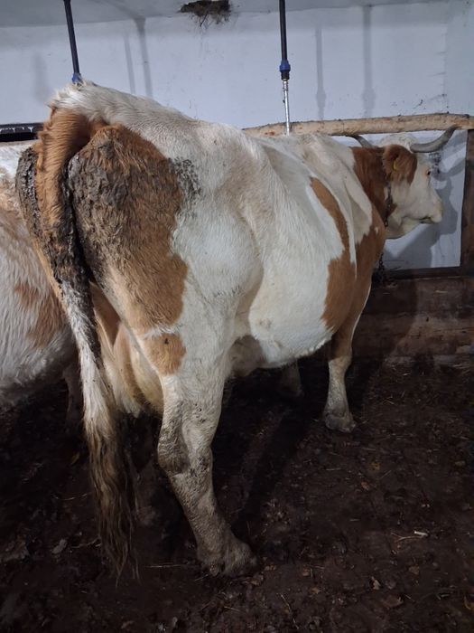 Se vinde vaca gestanta