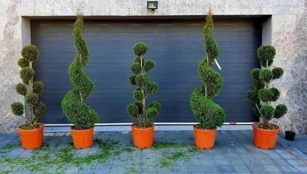 Plante ornamentale