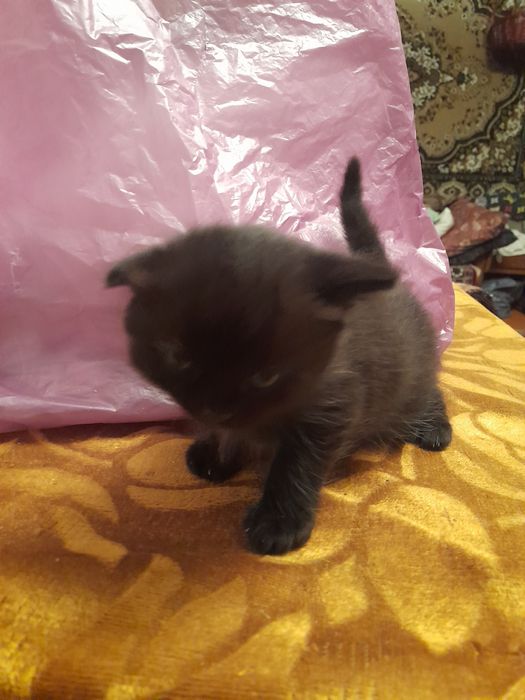 Отдам котёнка в добрые руки