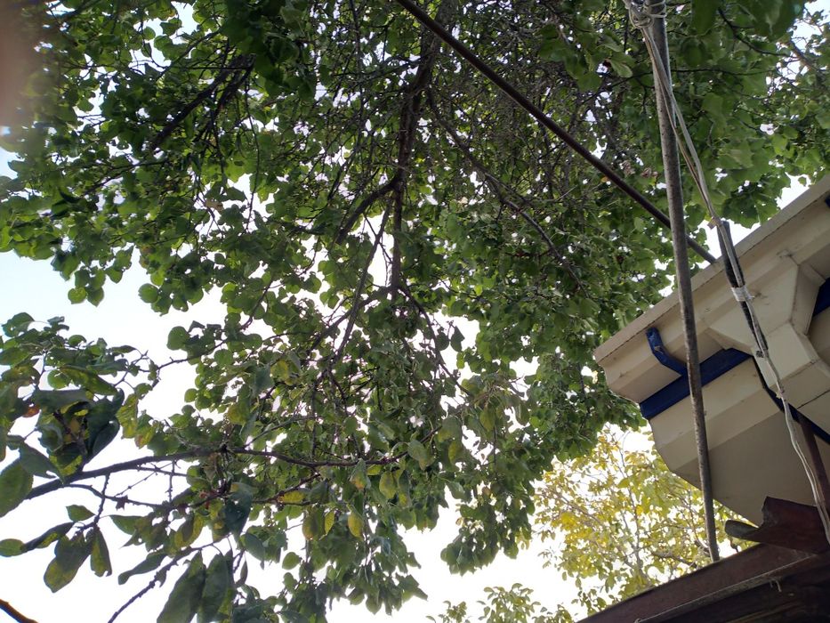 Ӯтин бепул берилади/ Драва бесплатно отдам