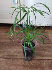 Циперус  Зонтик . Комнатное растение