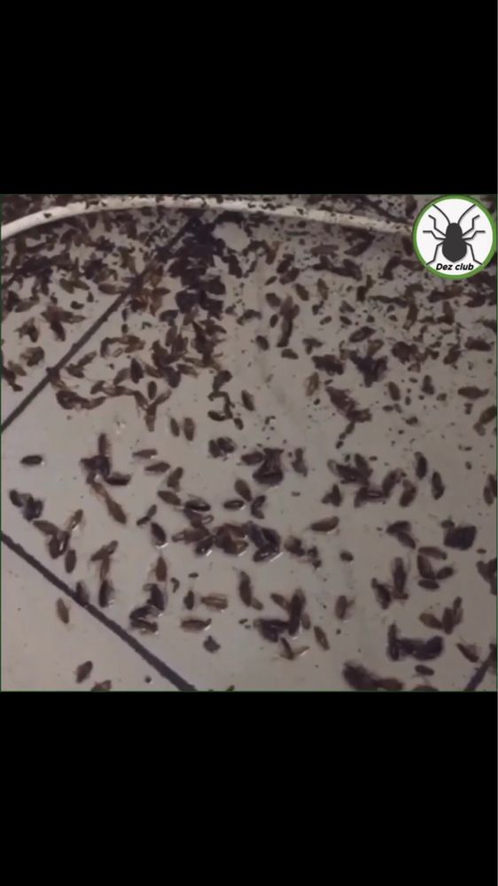 Уничтожение клопов, тараканов 100%  Алматы