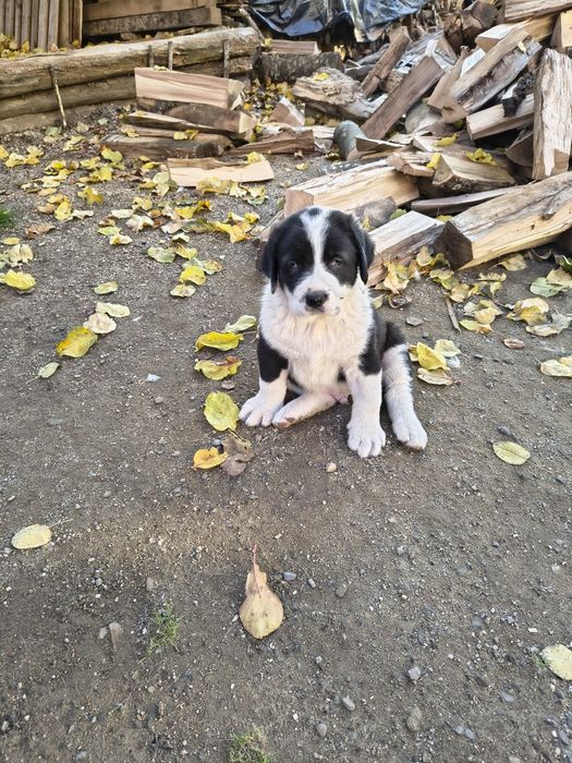 Ciobanesc de Asia Centrala(Alabai)