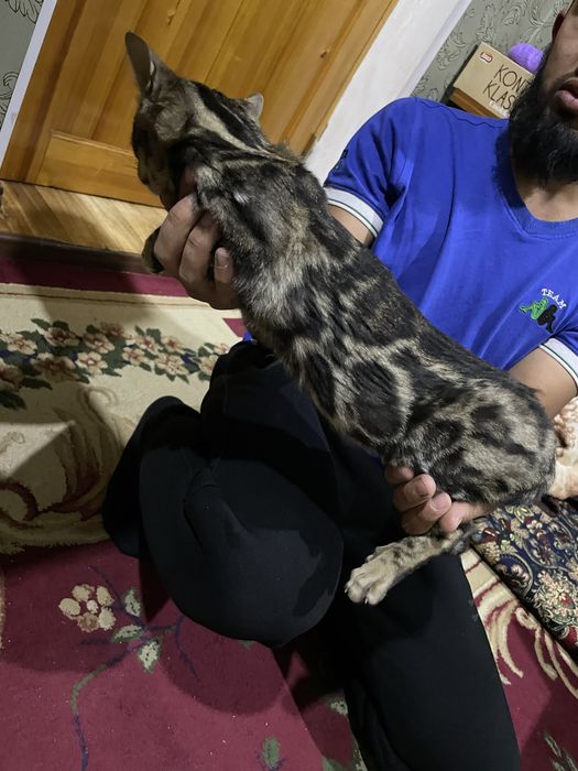 Бенгал тозза кон