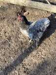 Ouă australorp pentru incubat