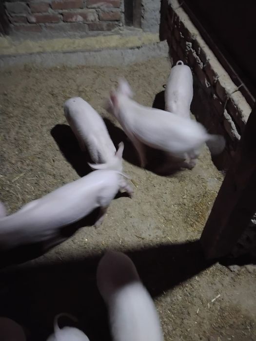 Iepurași de vanzare