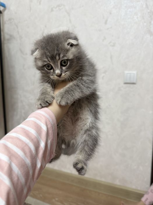 Mushuk, shinshilla va british fold bolasi