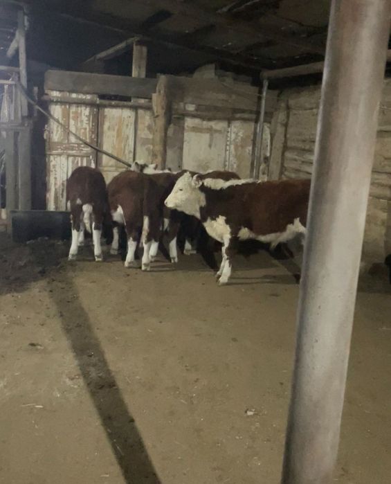 Продам 3 телки можно на мясо