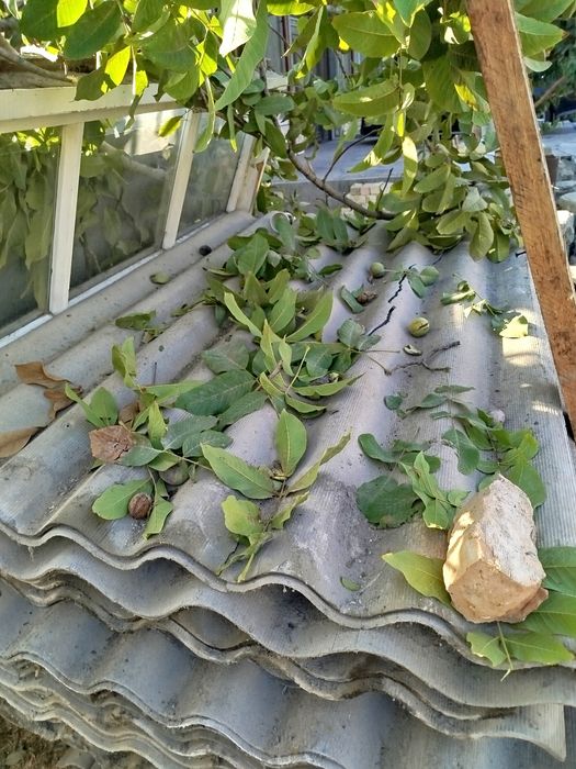 25000 Temir darvoza Titan shipir sotiladi bu