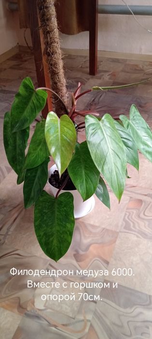 Продам комнатные цветы