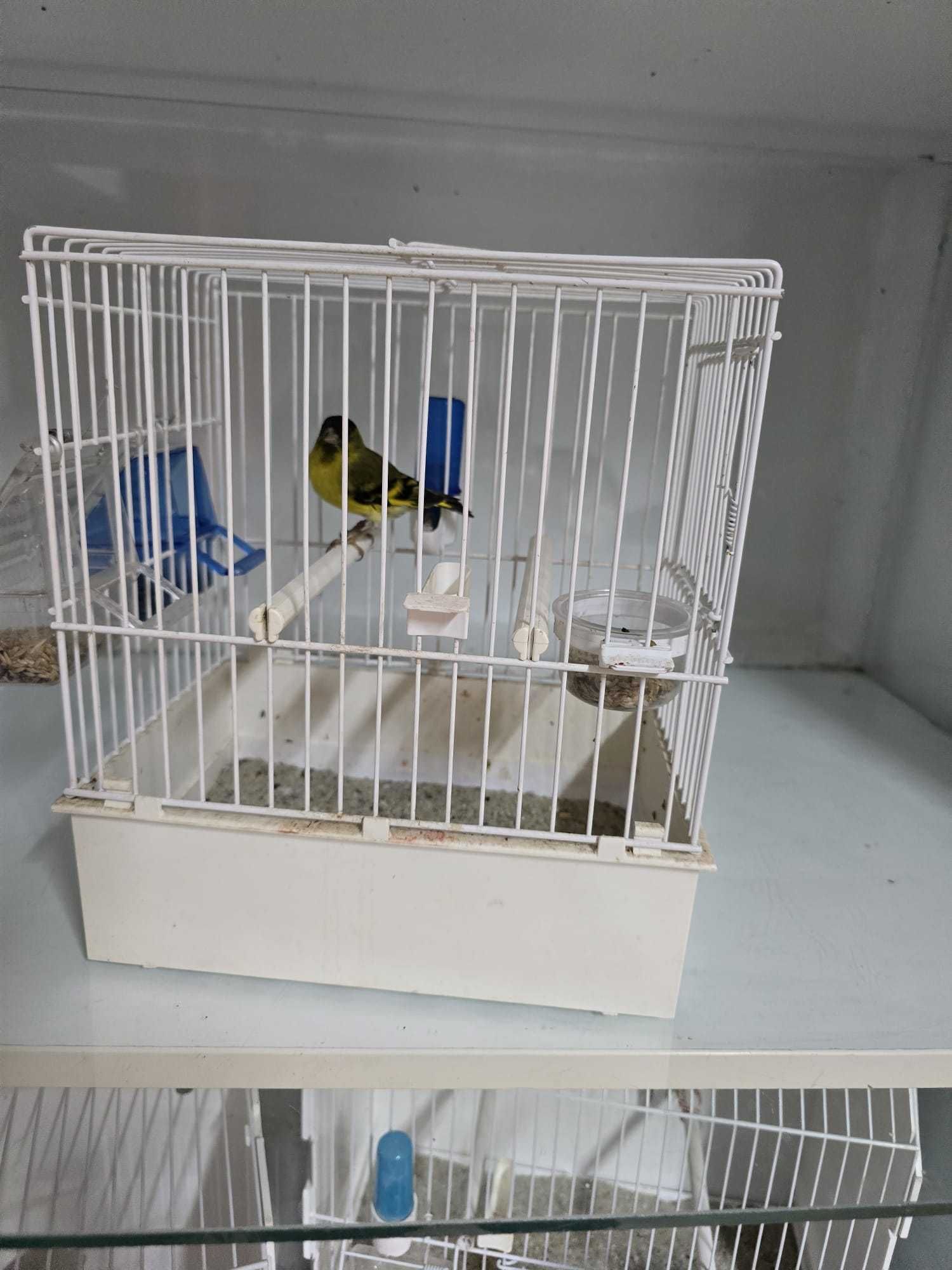 Canari de vanzare si hibrizi