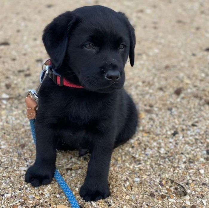 Labrador retriever