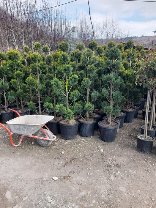 Tei,pauloni,plop,platan,arțar,carpen,mesteacan