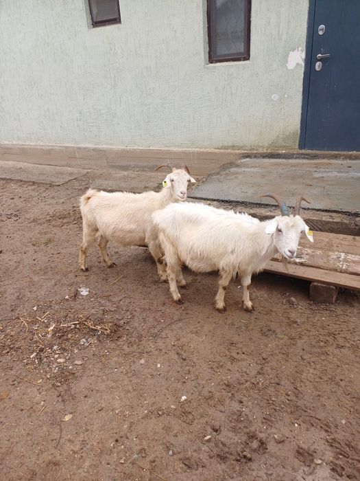 Салынды ешклері сатылады