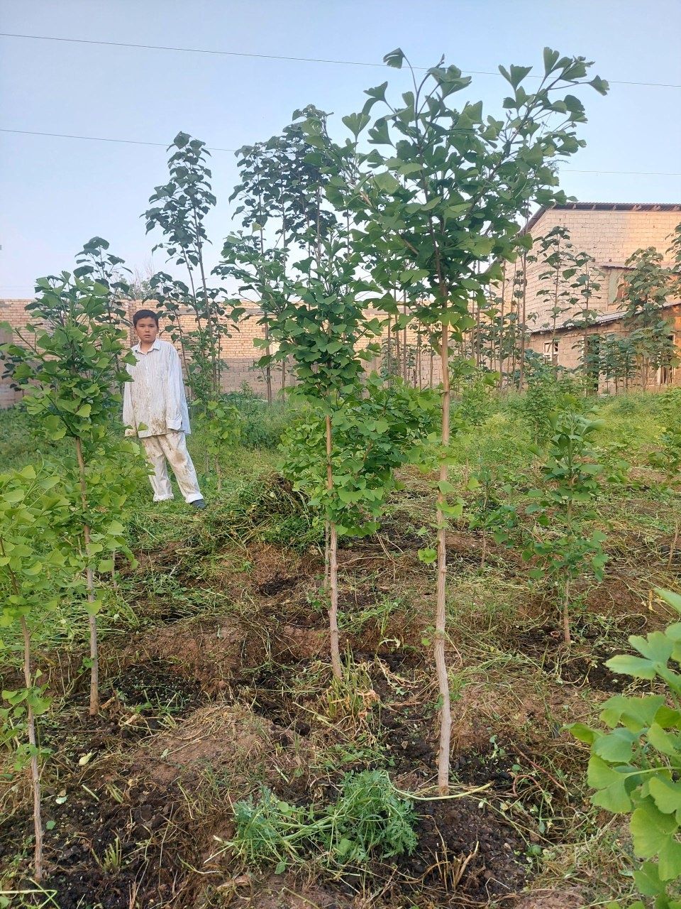 ginkgo biloba koʻchatlari