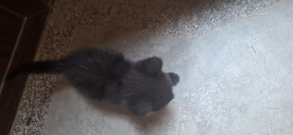 Котята бесплатно для хороший руки