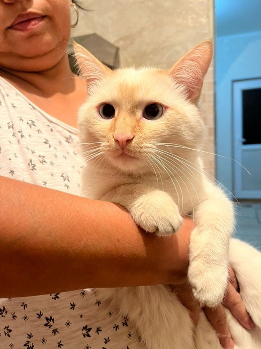 Отдам хорошые руки