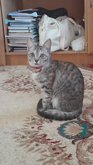 отдам кошечку в добрые руки