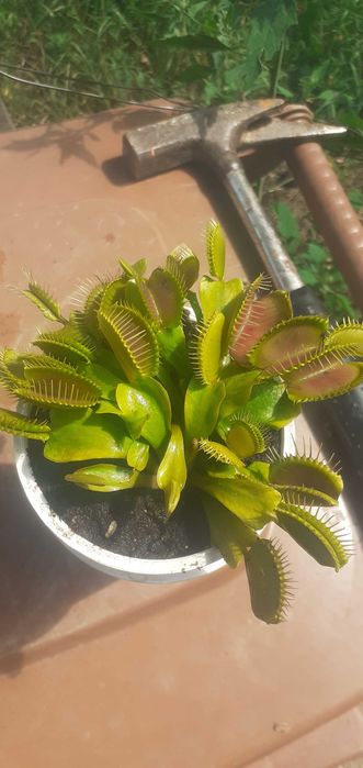 30 Seminte Planta carnivora Dionaea