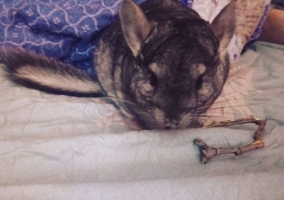 Продам шиншиллу мальчика, возраст 10 месяцев