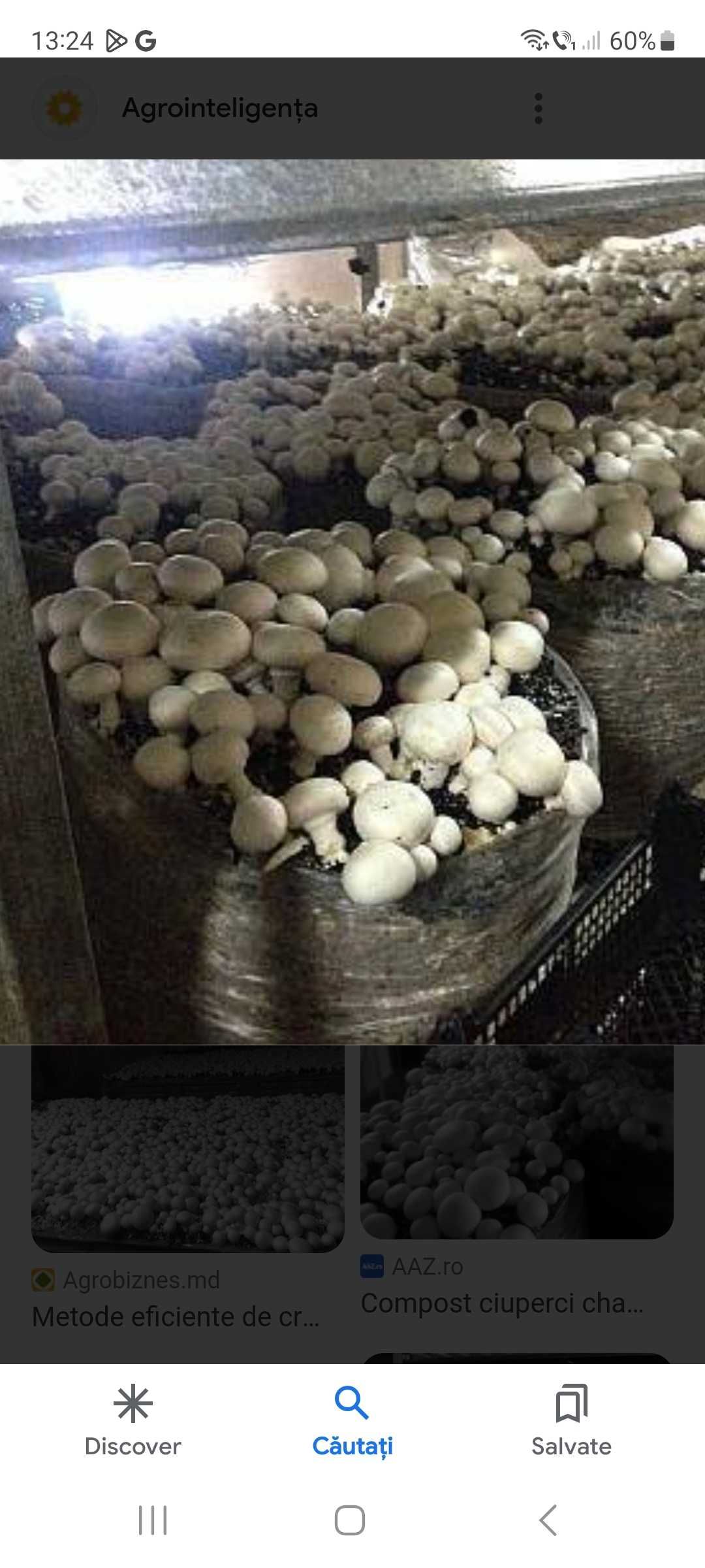 Compost si miceliu pleurotus si champignon