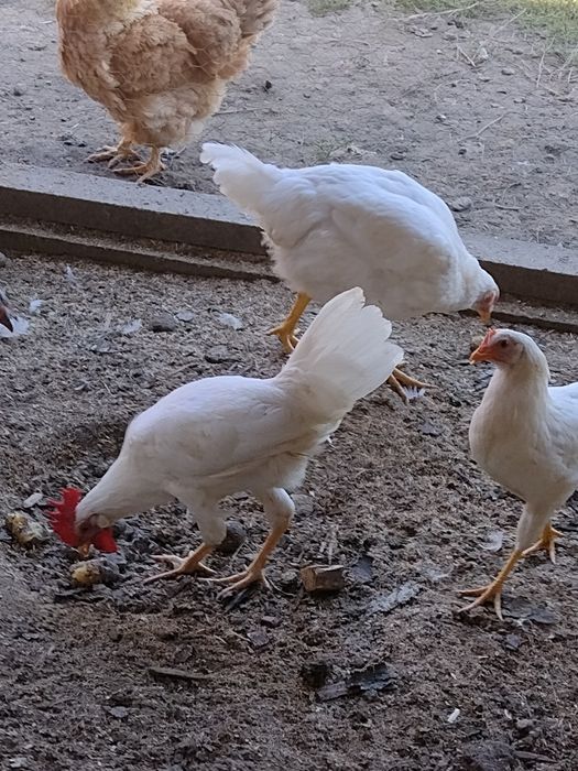 Cocoșei leghorn de vânzare