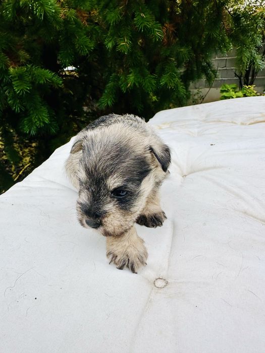 Продавам кученца мини шнауцер (цверг шнауцер)