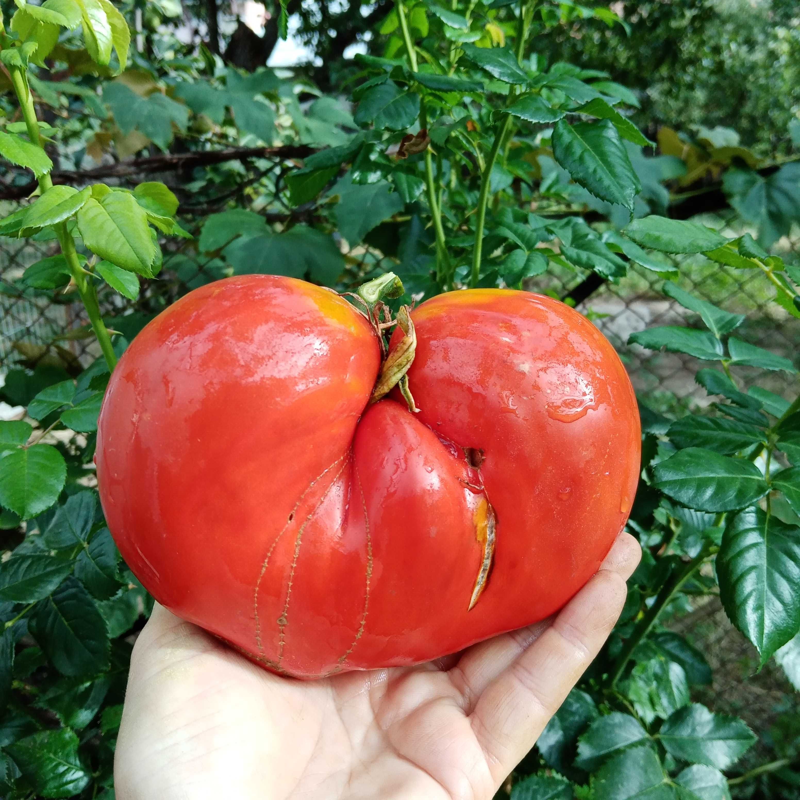 seminte de rosii traditionale ( tomate traditionale )