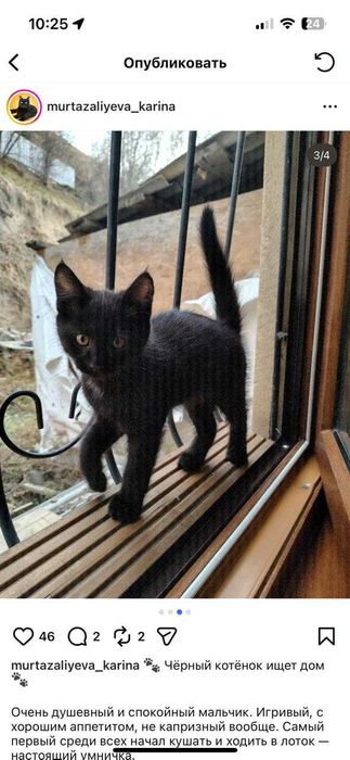 Котенок в добрые руки