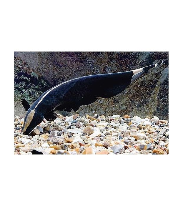 Apteronotus albifrons(peste cutit)