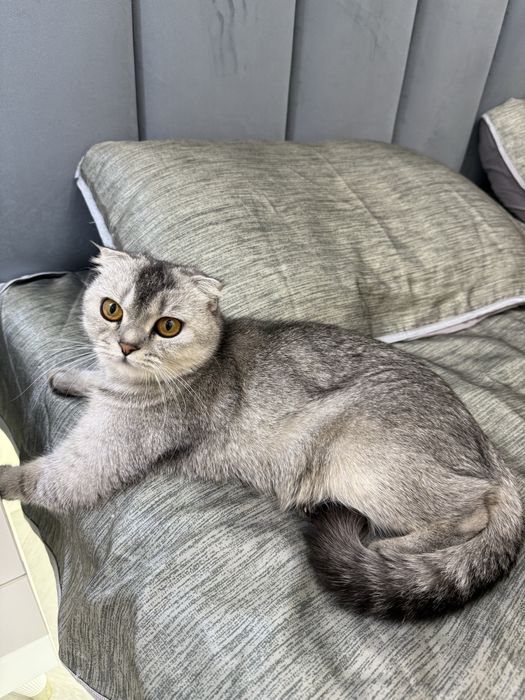 Продается серебристая шиншилла