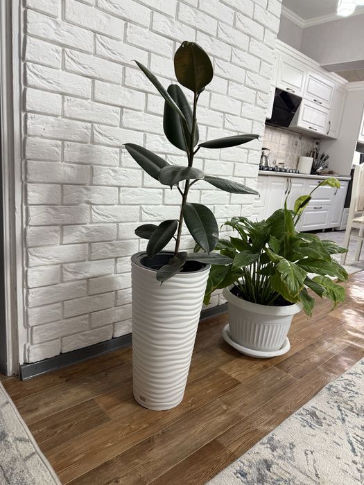 Фикус.        Растение