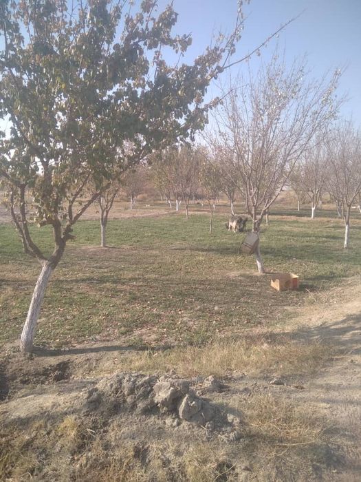 Yer maydoni sotiladi