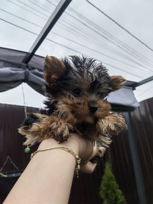 Femela Yorkshire Terrier