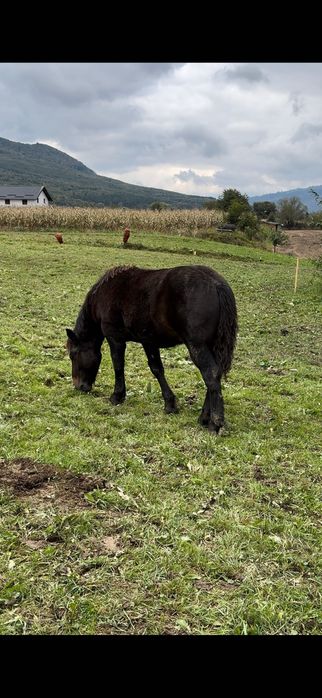 Manz de 7 luni din iapa breton