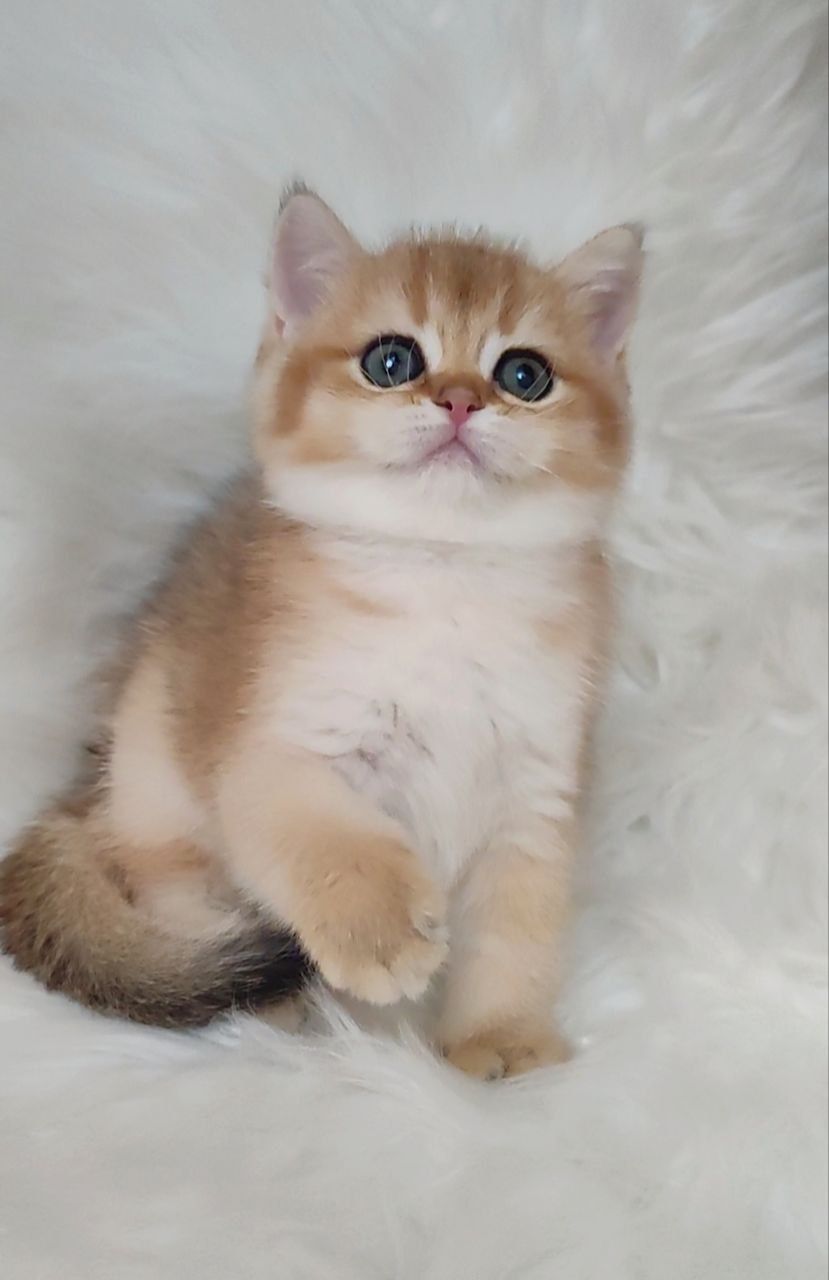 Скотиш страйт золотая Шиншила