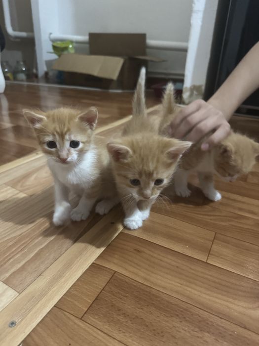 Отдам котят в заботливые руки