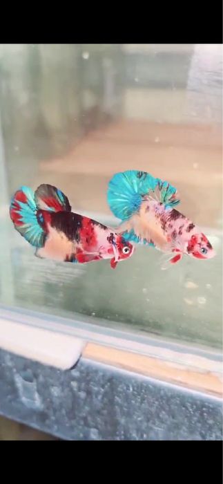 Pesti betta rari : koi,nemo,plakat.veiltail,shortfin,marble,halfmoon
