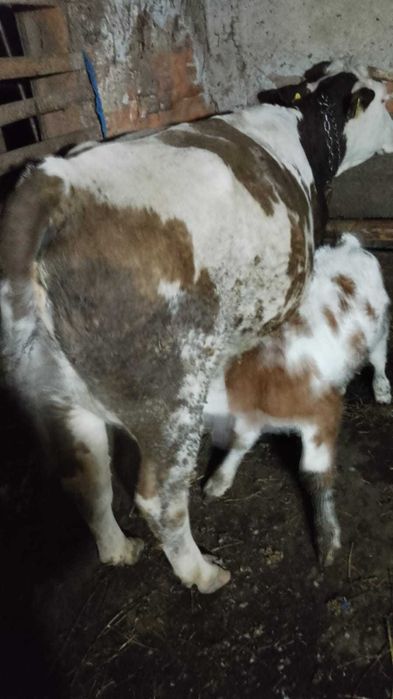 Vând  Vaca și vițel