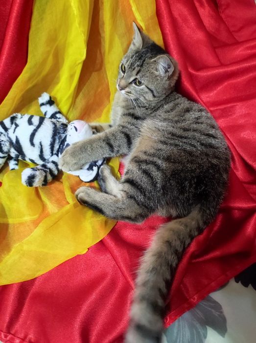 Котёнок 4,5месяцев , девочка