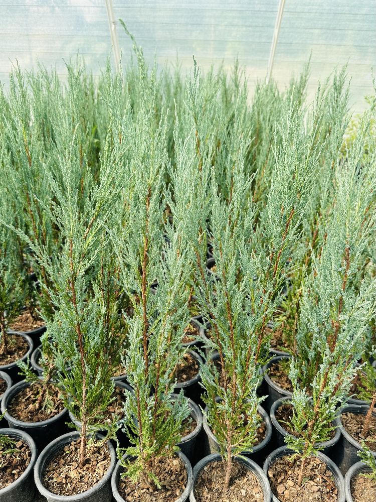 Juniperus Skoyrocket