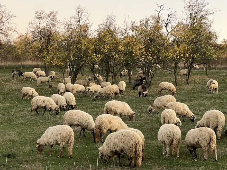 Vând 130 oi țurcane tinere + fân