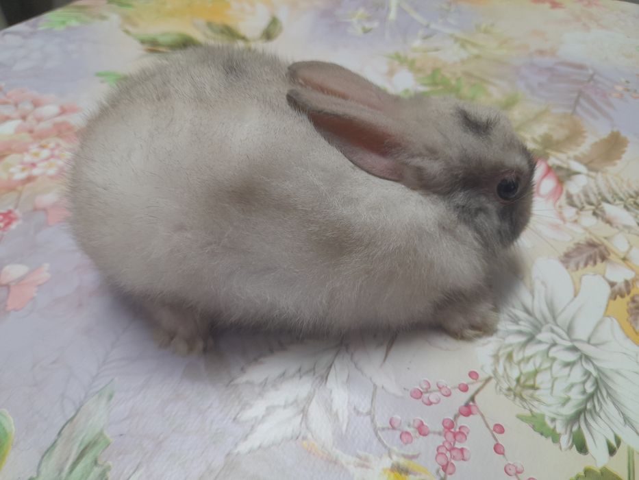 Декоративни зайчета