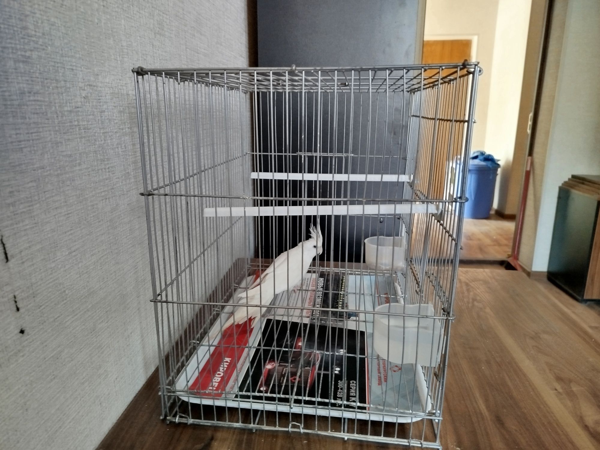 Продаю попугай корела белая дубай с клеткой