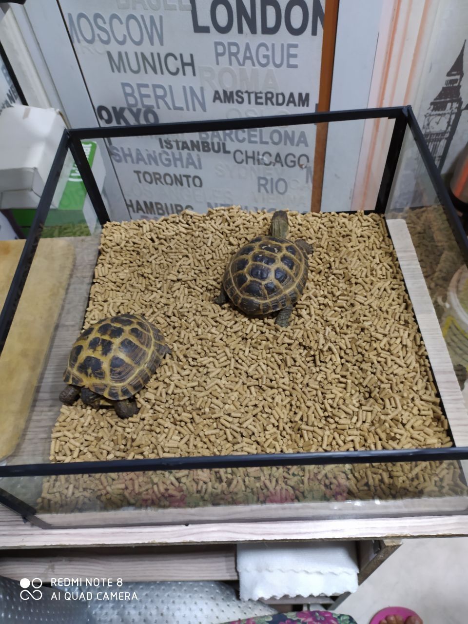 Аквариум террариум для сухопутных черепах