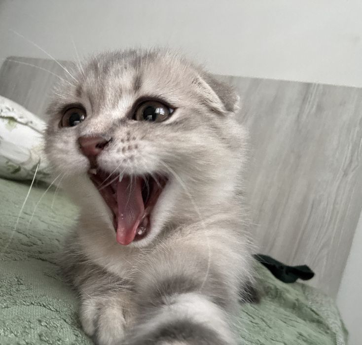 Brittish highland fold