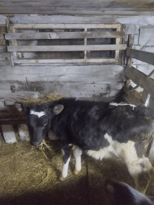 Продам телёнка..