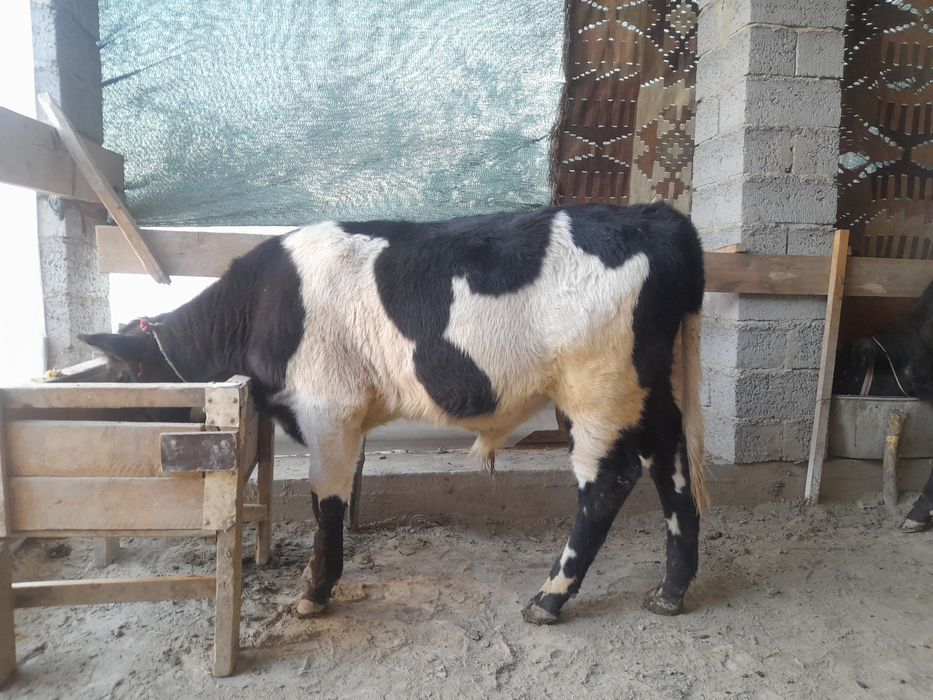 Molcha sotiladi narxini kelishamiz yosh xukizcha