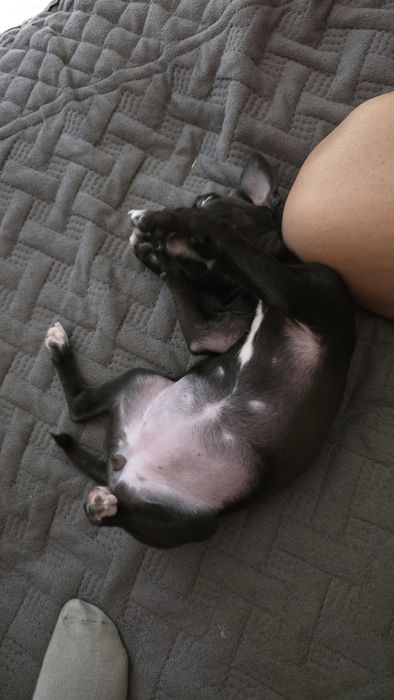 Чихуахуа собачка